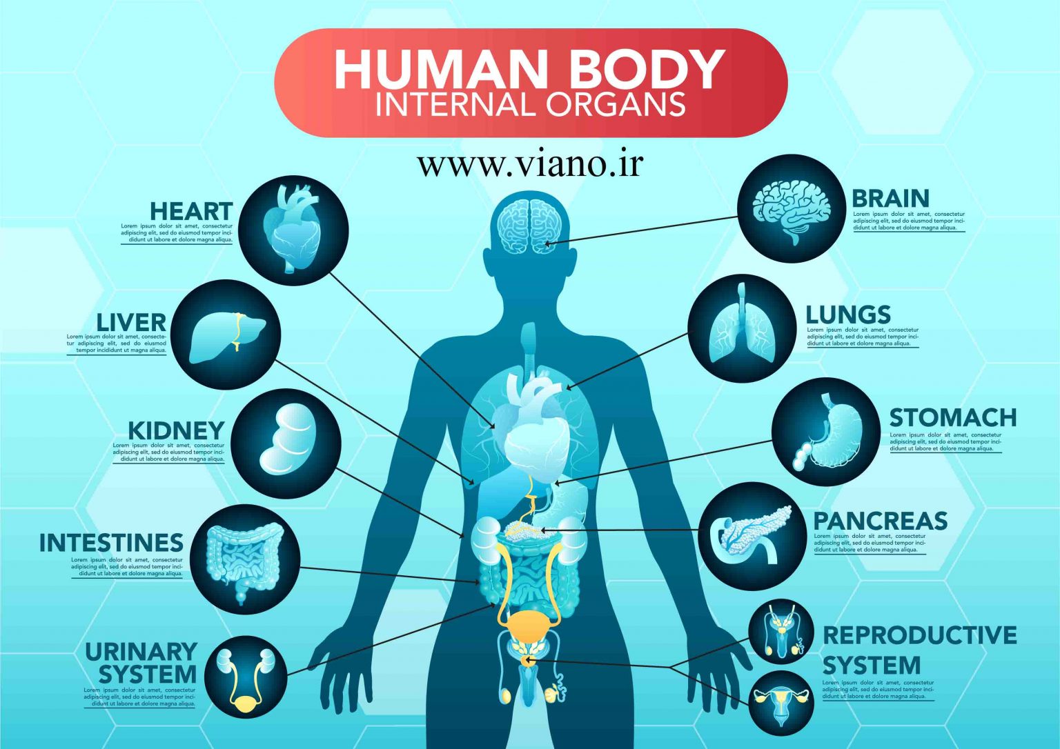 Инфографика органы человека
