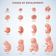 وکتور مراحل رشد جنین انسان